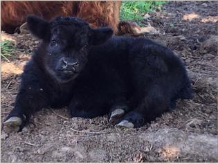 Black Bull Calf - Eastwood