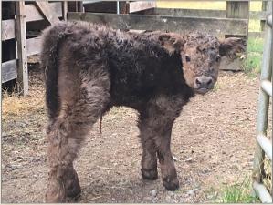 Amber and Capone's 2016 heifer